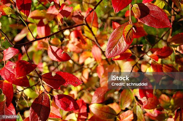 Foto de Outono Folhas De Frutas Silvestres e mais fotos de stock de Antioxidante - Antioxidante, Arbusto, Cena de tranquilidade