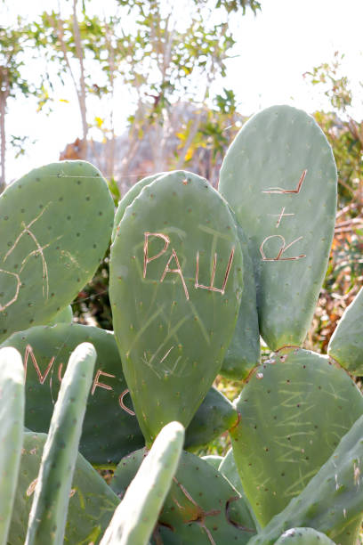 istock Paw and R+L engraved on cactus 1724024498