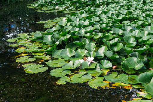 lotus leaves cover the surface of the water, pure flowers rise from the swamp mud