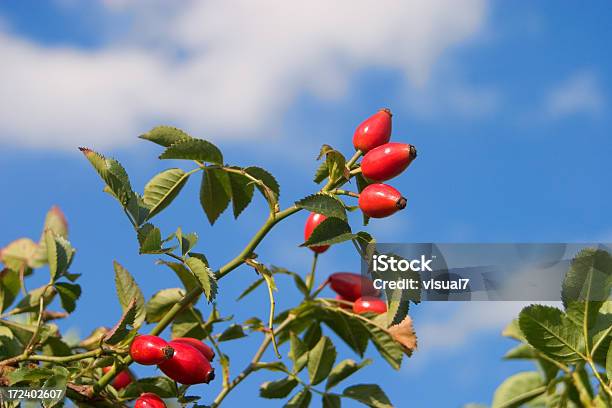 Bagas De Roseira Brava - Fotografias de stock e mais imagens de Fruto da roseira - Fruto da roseira, Céu, Alimentação Saudável