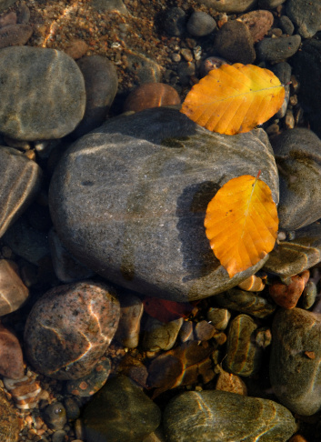 Beautiful autumn leaves float over river stones.