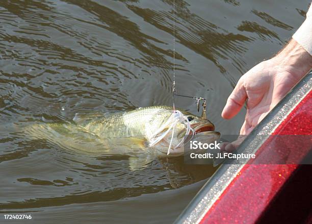 Bass In Wasser Stockfoto und mehr Bilder von Aktivitäten und Sport - Aktivitäten und Sport, Angelhaken, Barsch