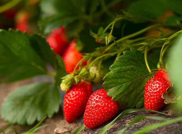 frische bio-erdbeere - strawberry vine stock-fotos und bilder