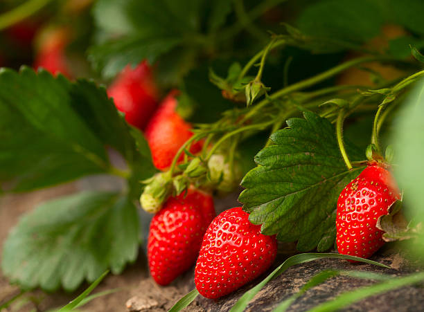 свежие органические клубничный - strawberry plant стоковые фото и изображения