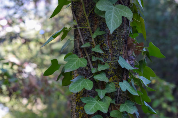 istock vines surrounding the tree in the forest 1724030384