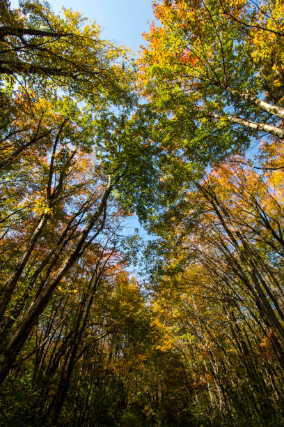 istock Fall foliage in Oswego County #2 1724030407