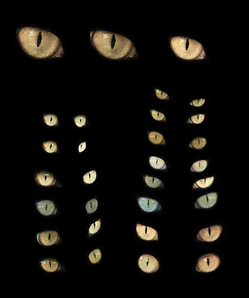 set of cat eyes - dieren netvlies stockfoto's en -beelden