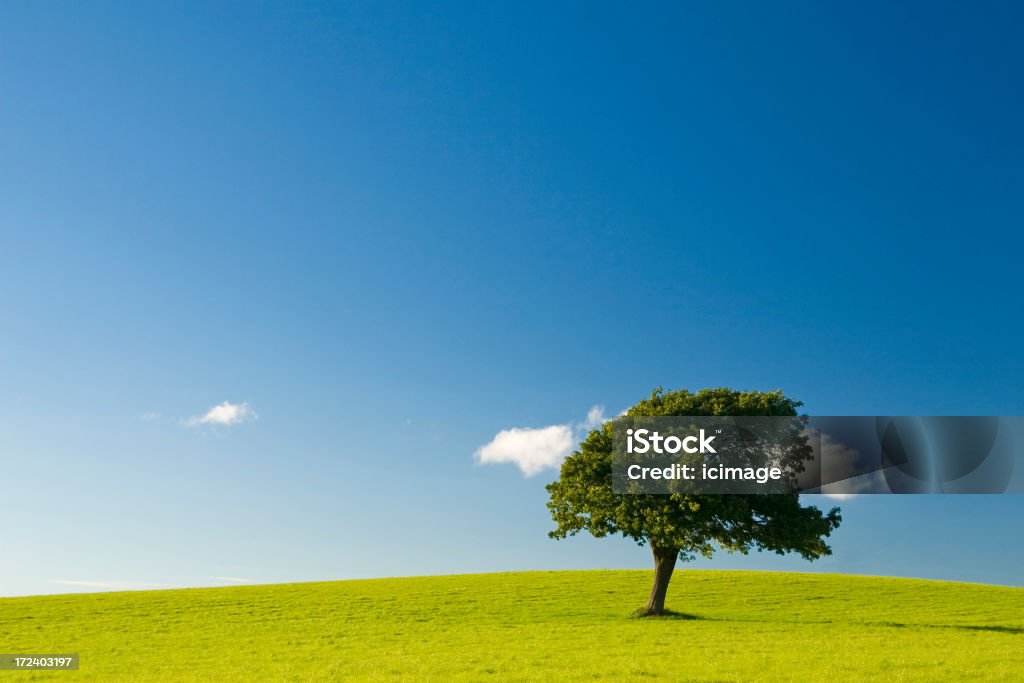 Anglais paysage avec un seul arbre - Photo de Agriculture libre de droits