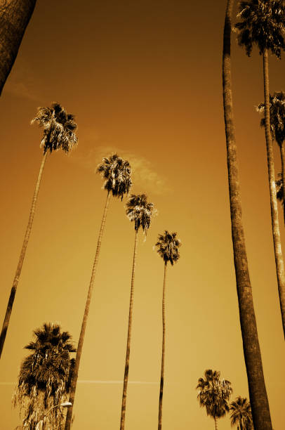 istock Tall Palm Trees in Beverly Hills Los Angeles 172403262