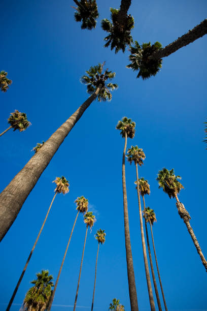 istock Tall Palm Trees in Beverly Hills Los Angeles 172403269