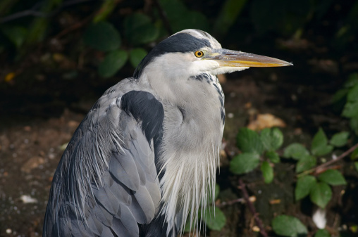 One of the more difficult birds to photograph close up. A grey heron (Ardea cinerea) will usually fly away if you walk within 50 metres. This one is enjoying some morning sunlight in a wild part of London, UK.