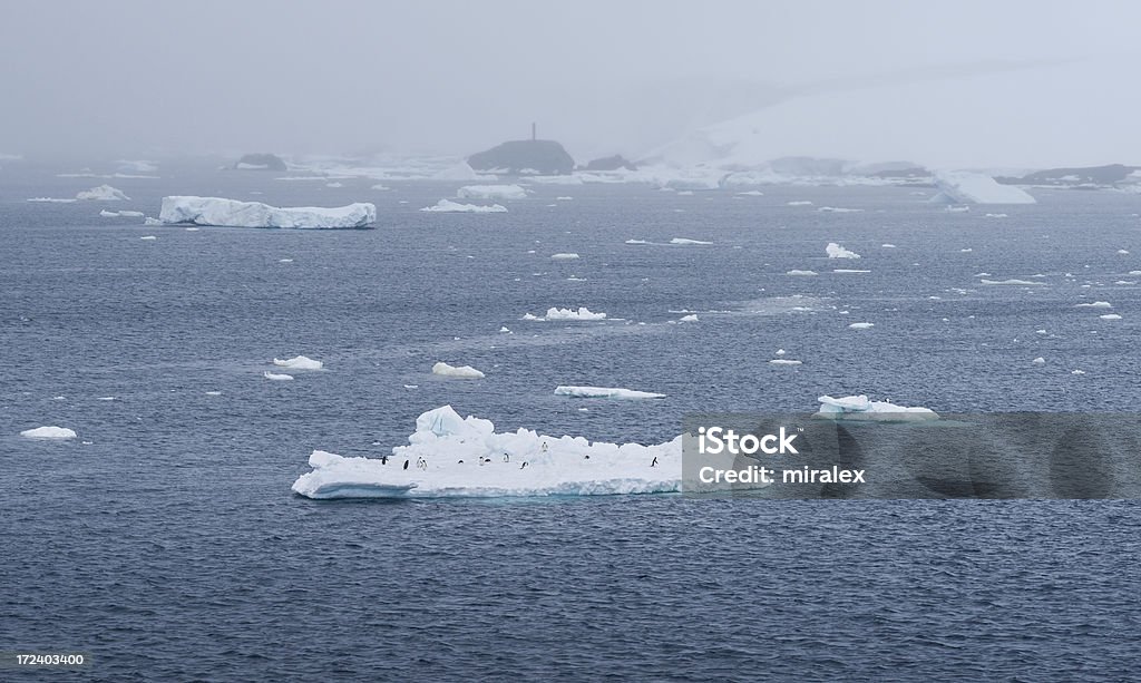 Pingüinos en Adélie Iceberg flotando en la Antártida - Foto de stock de Agua libre de derechos