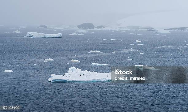 Adélie Penguins Na Flutuar Iceberg Na Antártida - Fotografias de stock e mais imagens de Antártida - Antártida, Ao Ar Livre, Azul