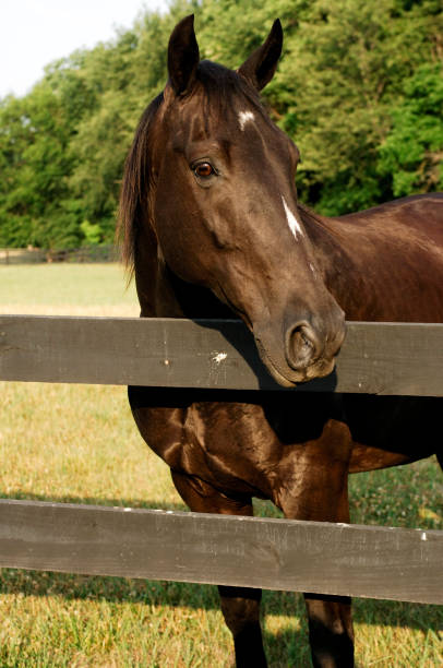 istock Beautiful Black Horse 172403417