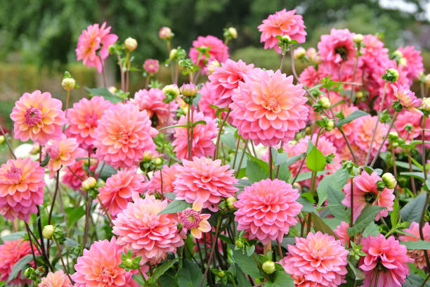 istock Coral pink decorative dahlia 'Great Silence' in flower. 1724034337