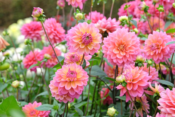 istock Coral pink decorative dahlia 'Great Silence' in flower. 1724034350