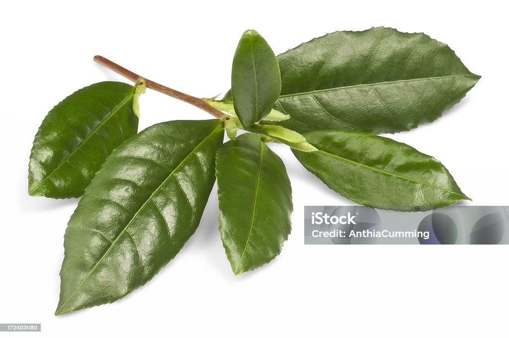 小枝のグリーンティーの葉でパスを白背景 - 葉のロイヤリティフリーストックフォト