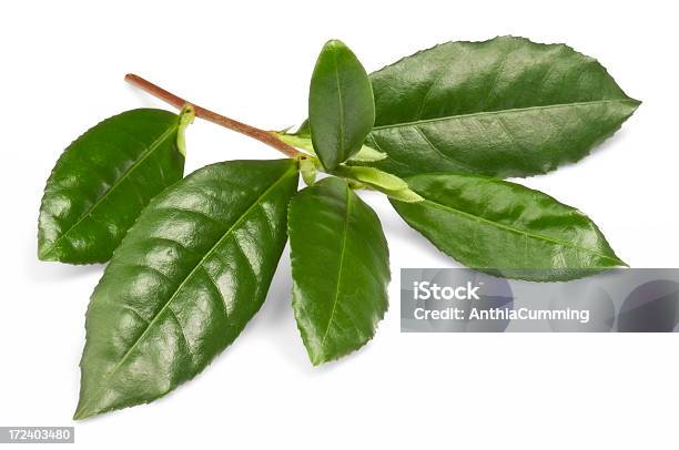 小枝のグリーンティーの葉でパスを白背景 - 葉のストックフォトや画像を多数ご用意 - 葉, 茶葉, 緑茶