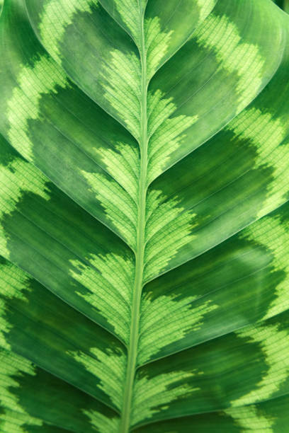 istock patterned leaf of tropical calathea plant, green natural background 1724035994