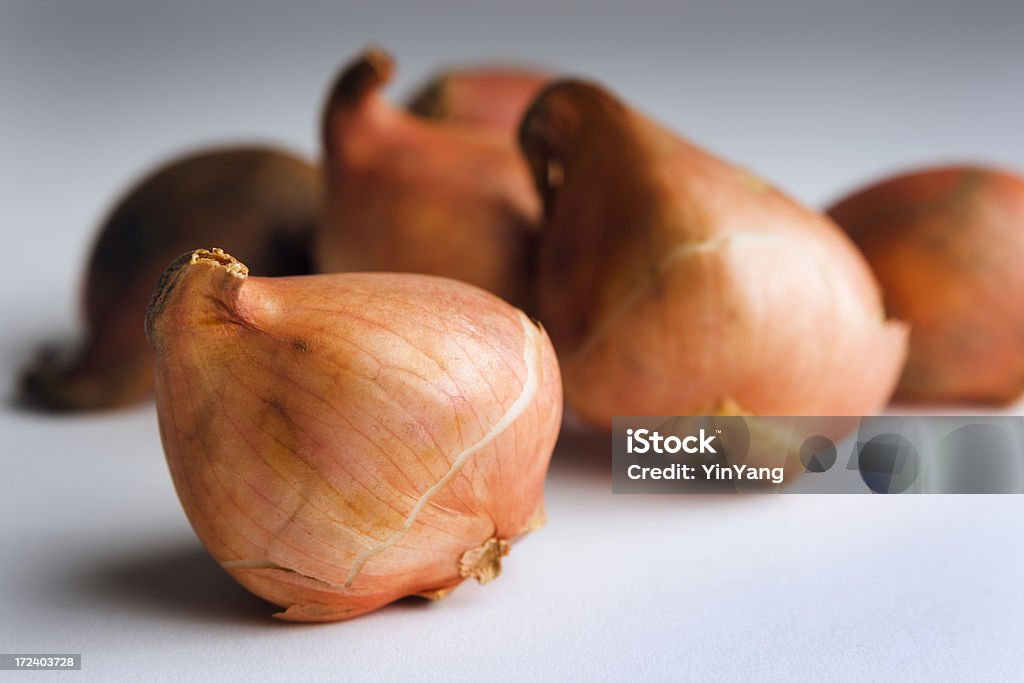 Retrato de grupo de Tulipa lâmpadas - Royalty-free Agricultura Foto de stock