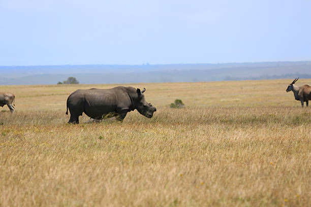 istock Grazing Rhinoceros 172403735