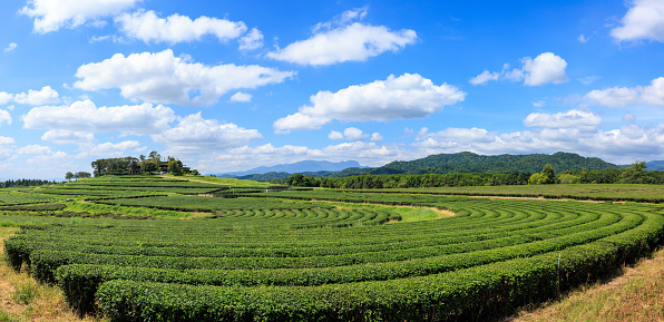 panoramic view of green tea plantation, Chiang Mai Province Thailand, blue sky background,