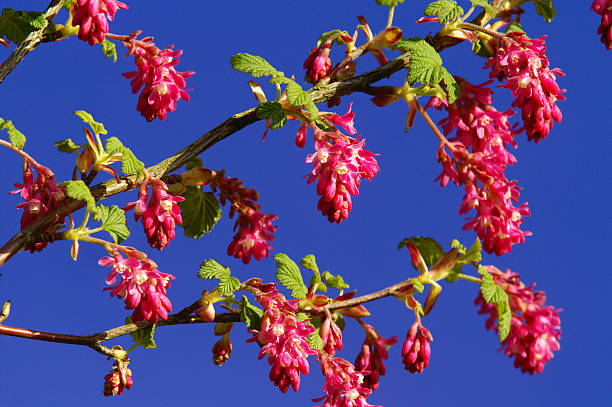 istock Blood red curant flowers in front off a blue sky 172403783