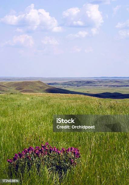 Parque Nacional De Grasslands De Canadá Foto de stock y más banco de imágenes de Junio - Junio, Paisaje no urbano, Aire libre