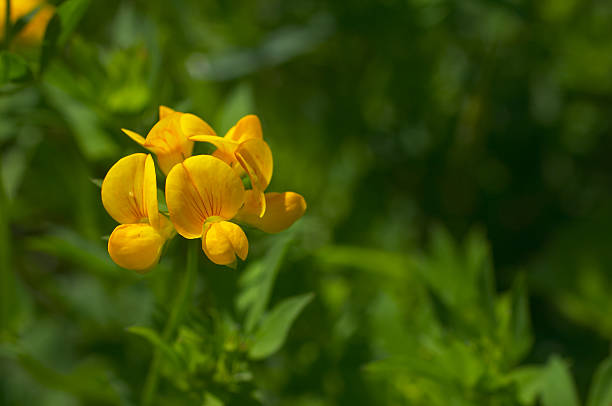 Birdsfoot trefoil flower in close up Yellow leguminous flower, useful for both opening up and binding the soil. Other common names include Baby's Slippers, Bacon And Eggs , Bird's Foot Trefoil and Birdfoot Deervetch. It is mildly poisonous. lotus corniculatus stock pictures, royalty-free photos & images