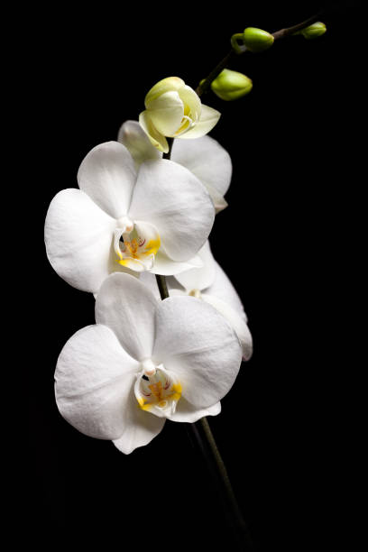 White orchid isolated on black background