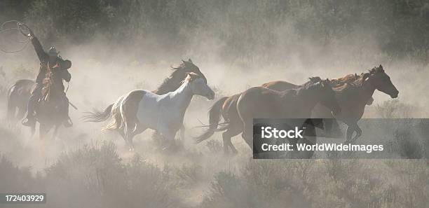 Cowboys E Cavalos Criadores De Série 3 - Fotografias de stock e mais imagens de Animal selvagem - Animal selvagem, Vida Selvagem, Amanhecer