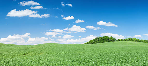 istock Panoramic spring landscape 37MPix XXXXL- meadow, blue sky 172404049