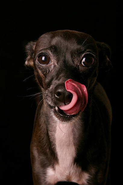 舌革 tricks - italian greyhound ストックフォトと画像