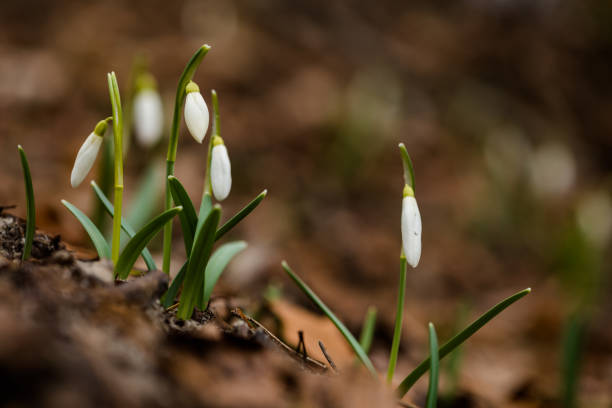istock Galanthus flower in early spring forest 1724040813