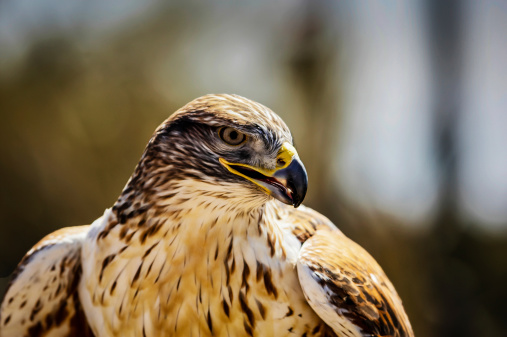 Ferrungous Hawk profile