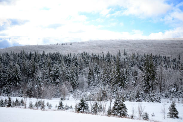 Snow Covered Trees in the Wentworth Valley Nova Scotia Canada