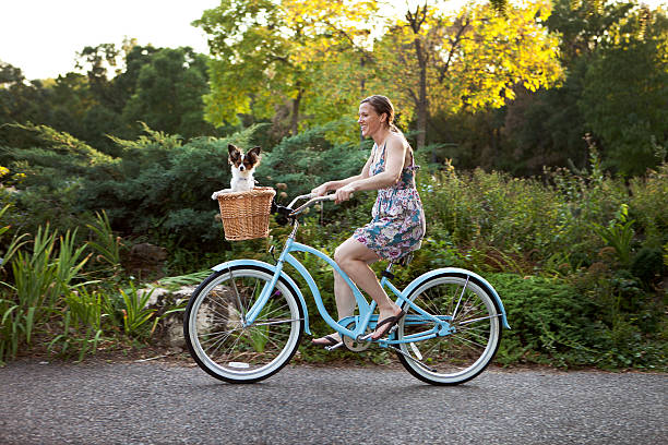 perro en cesta de bicicleta - papillon fotografías e imágenes de stock
