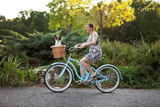 Woman biking with papillon in bicycle basket.
