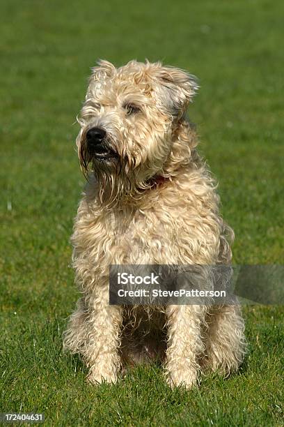 Photo libre de droit de Terrier Dans Le Champ Wheaten Regarder Ailleurs banque d'images et plus d'images libres de droit de Terrier - Chien de race - Terrier - Chien de race, Amitié, Assis