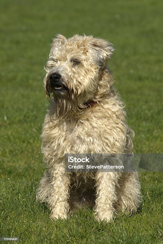 Wheaten 테리어 필드에 루킹 한통입니다 - 로열티 프리 테리어 스톡 사진