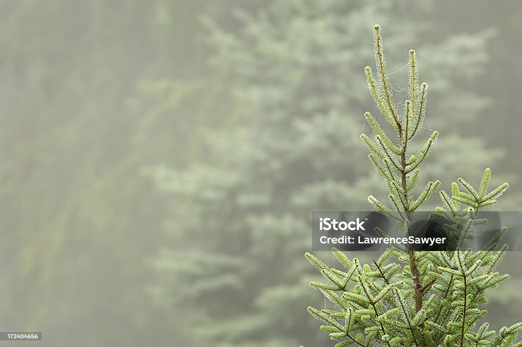 발삼전나무 아침에 안개 - 로열티 프리 발삼전나무 스톡 사진