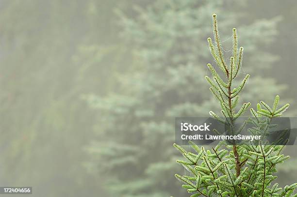 발삼전나무 아침에 안개 발삼전나무에 대한 스톡 사진 및 기타 이미지 - 발삼전나무, 가을, 고요한 장면