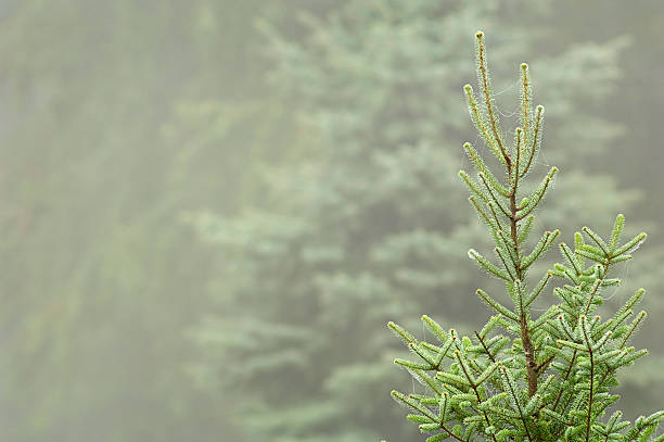 balsam fir in morning fog stock photo