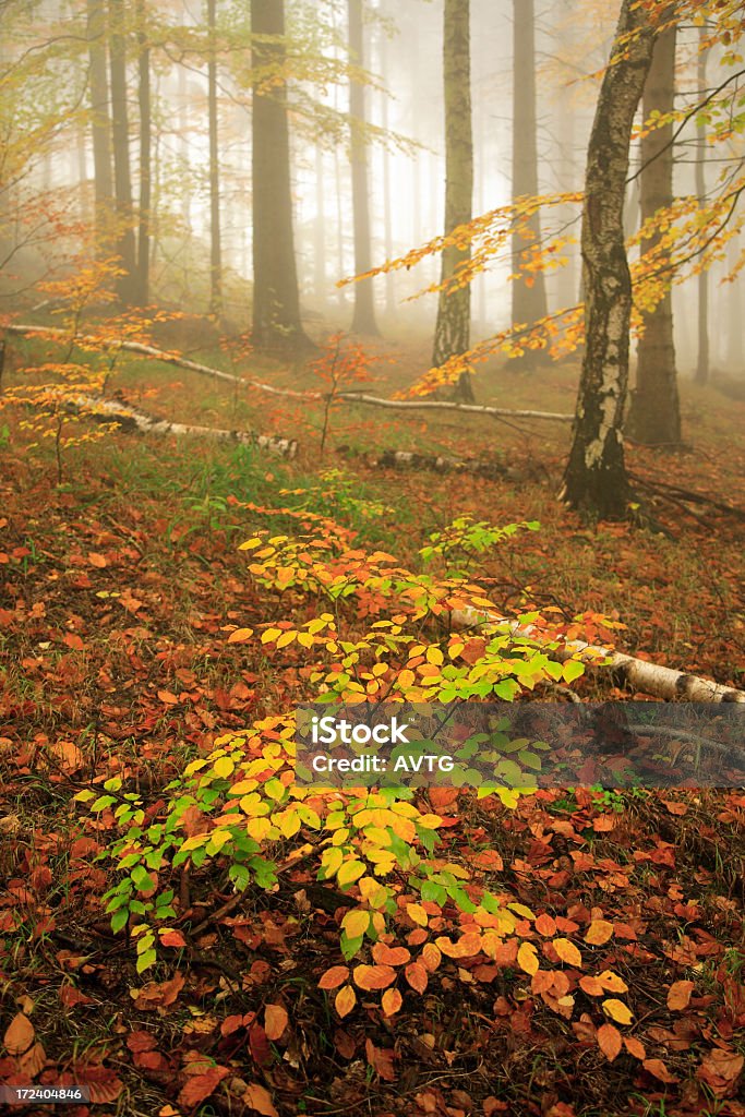 Туманный Осенний лес - Стоковые фото Satoyama - Scenery роялти-фри