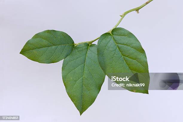 Salal Leaves Isolated Stock Photo - Download Image Now - Salal, Cut Out, Horizontal
