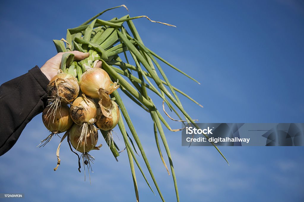 Onions in the sky Agricultural Field Stock Photo
