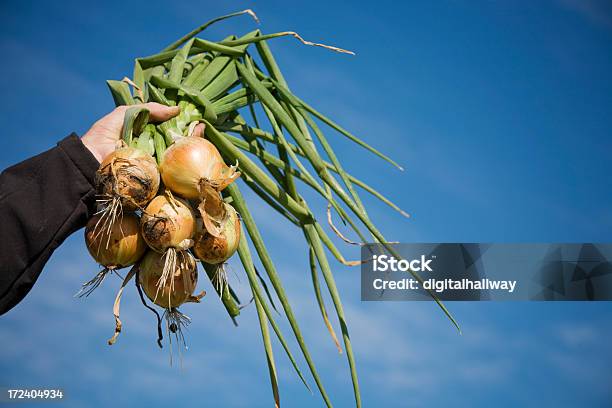 Onions In The Sky Stock Photo - Download Image Now - Agricultural Field, Onion, Yellow