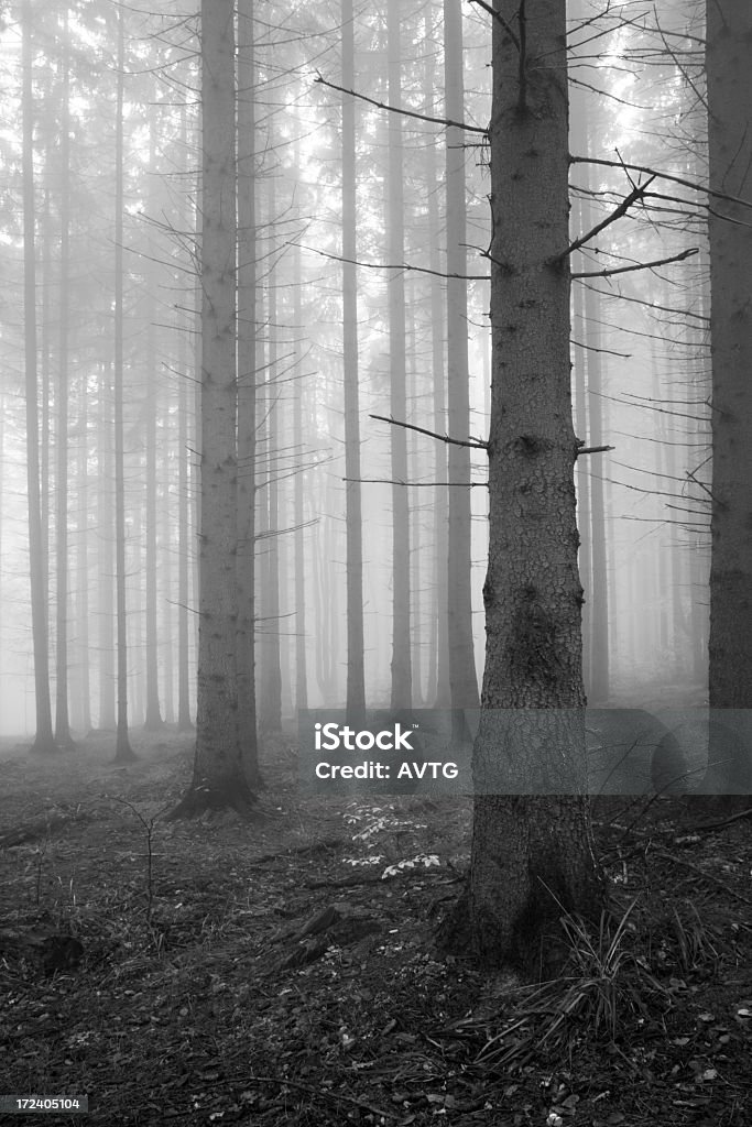 Picea Misty Forest - Foto de stock de Abeto libre de derechos