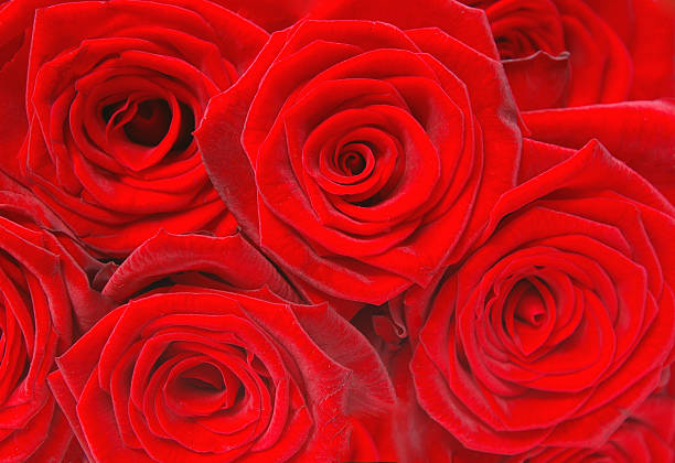 dozen red roses stock photo