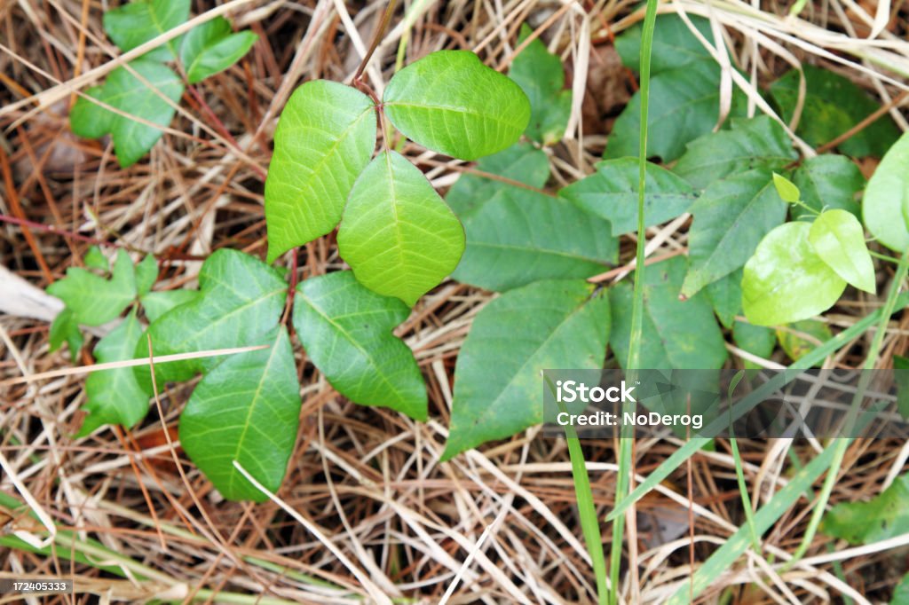 Salpullido de hiedra venenosa vines en una hierba - Foto de stock de Aire libre libre de derechos